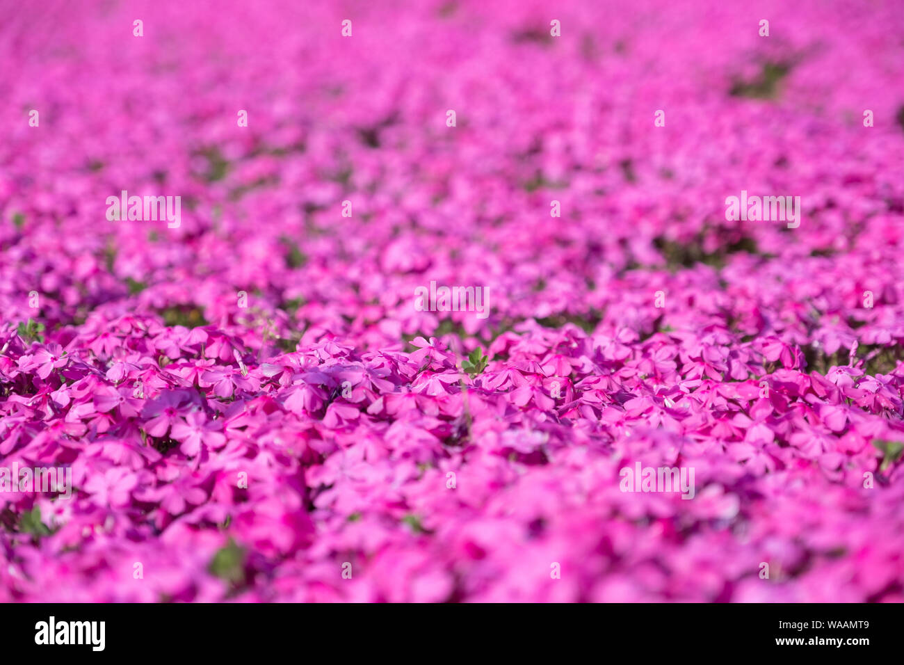 A closeup photo of a carpet of bright pink phlox in a field in Japan Stock Photo