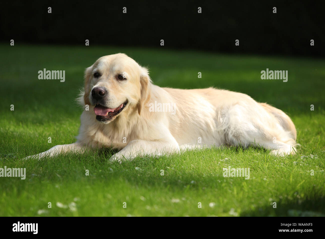 Beautiful golden retriever lying in the garden Stock Photo - Alamy