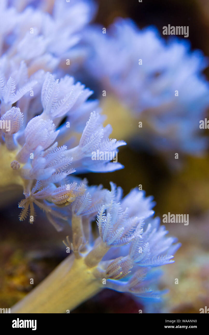 Living corals are very close AS A BACKGROUND Stock Photo