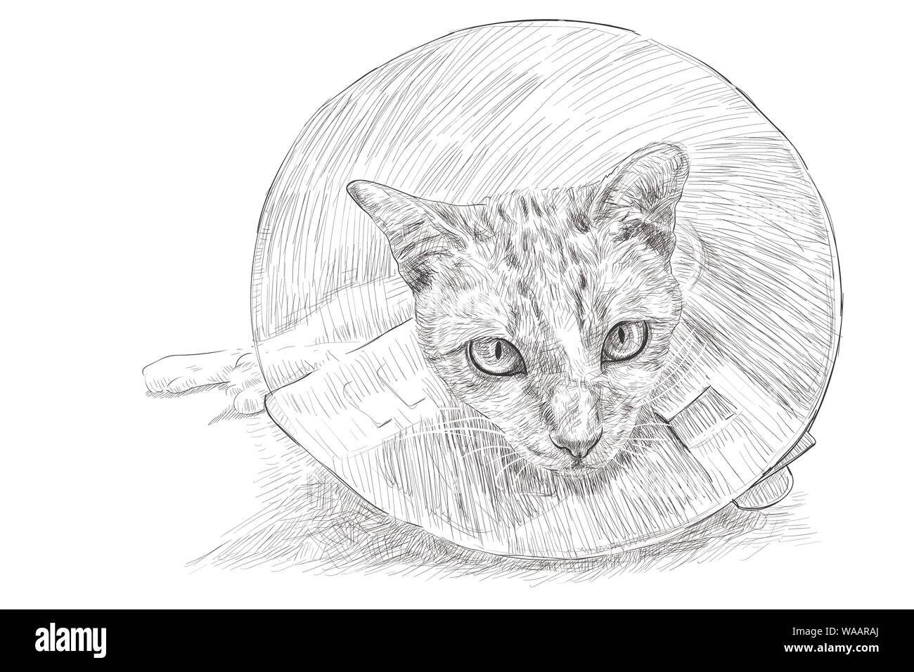 Drawing of a cat wearing a Elizabethan collar prevent scratches and injured bites, stitches, rashes and wounds after sterilization. Vector illustratio Stock Vector