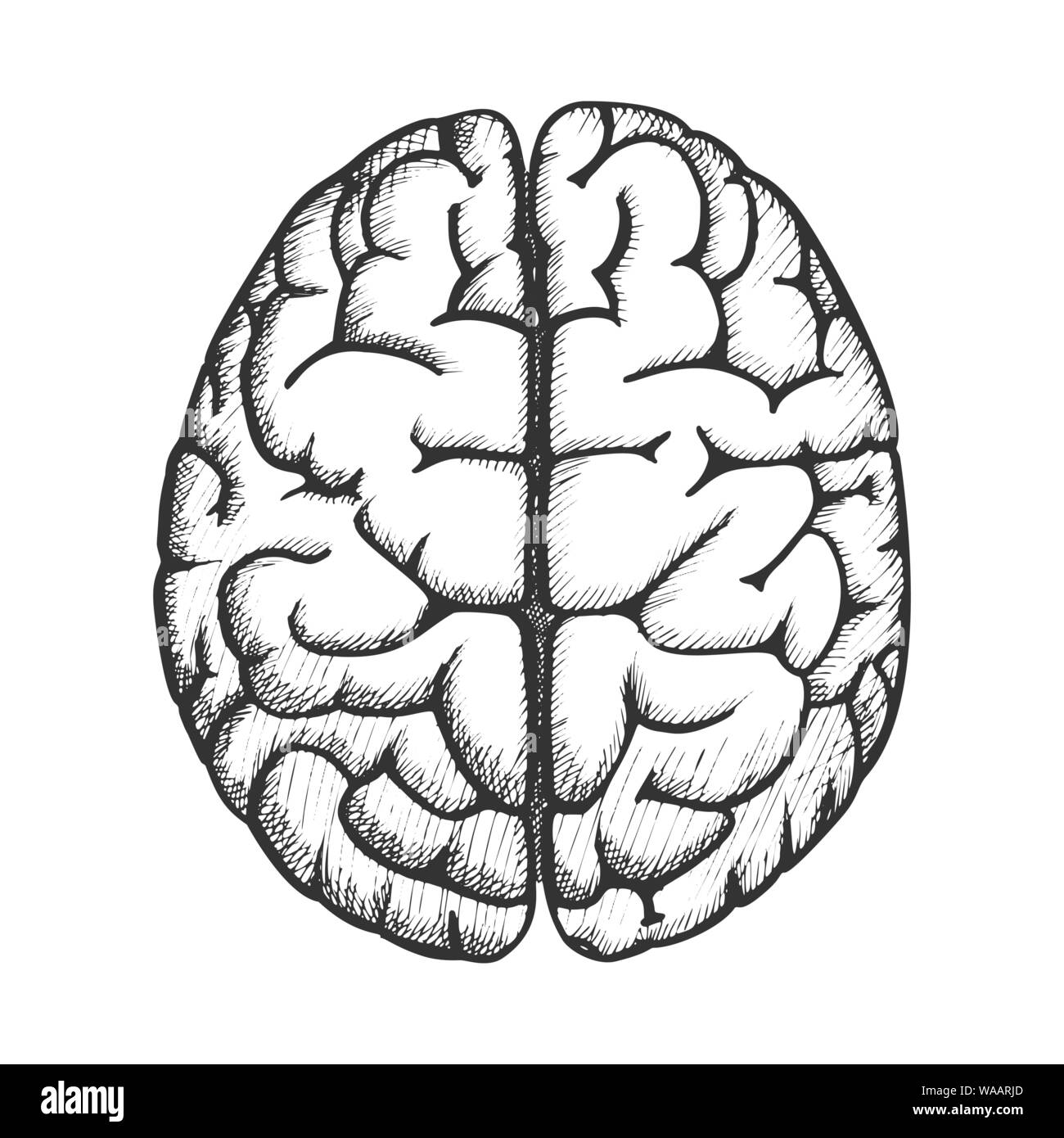 Head Organ Human Brain Top View Vintage Vector Stock Vector