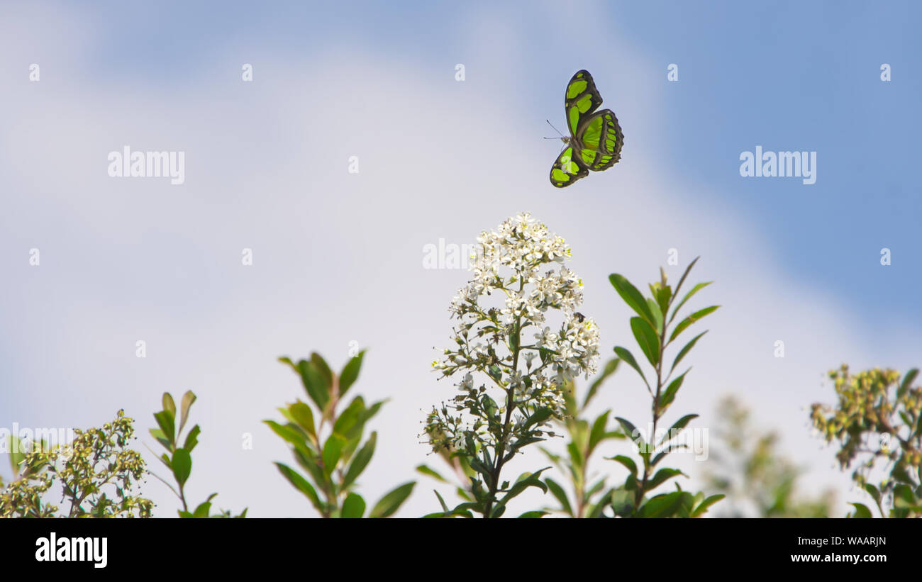 A green scarce bamboo page (Philaethria dido) in flight as it pollinates white flowers. Stock Photo