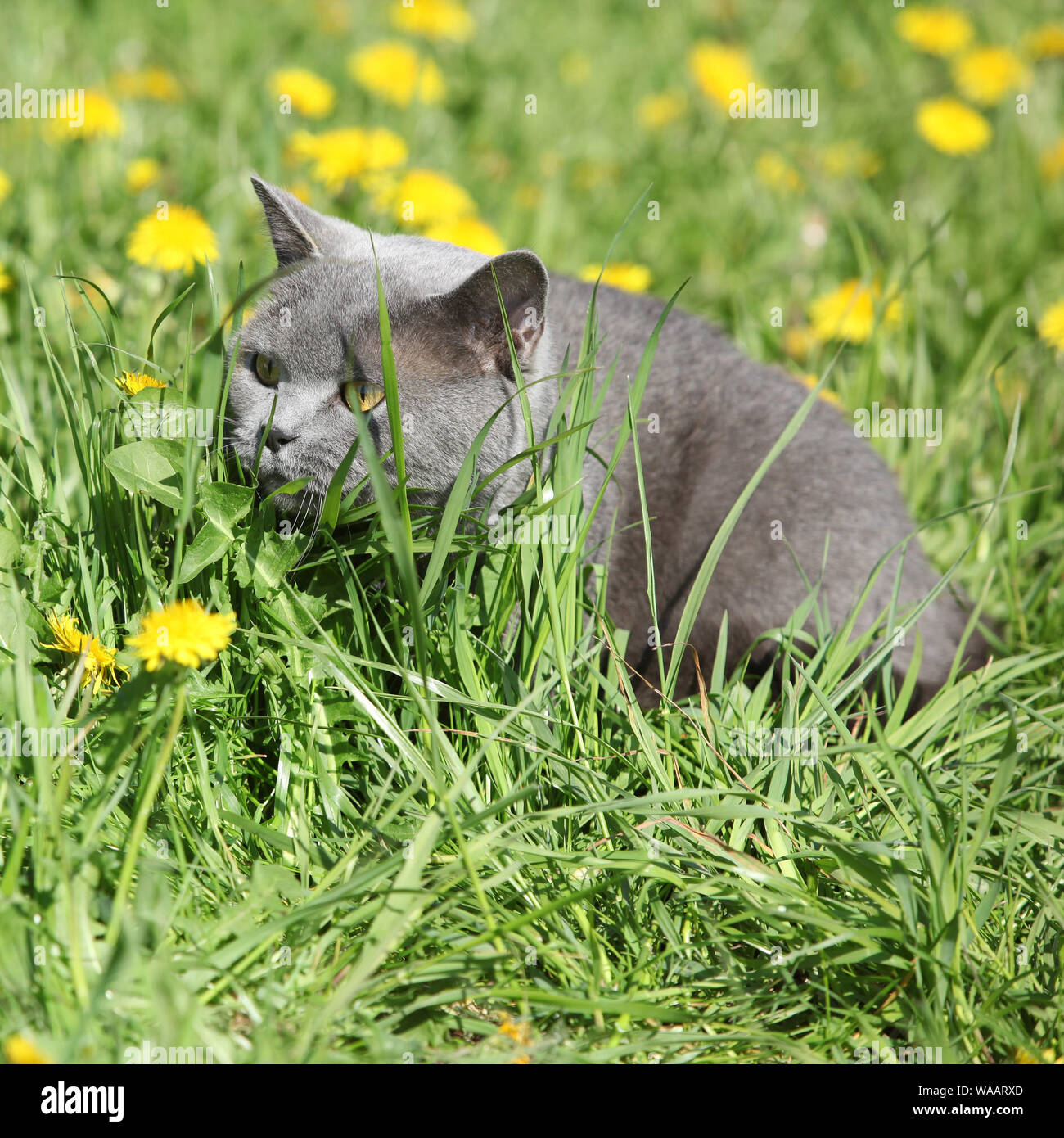 Cat sitting in grass hi-res stock photography and images - Alamy