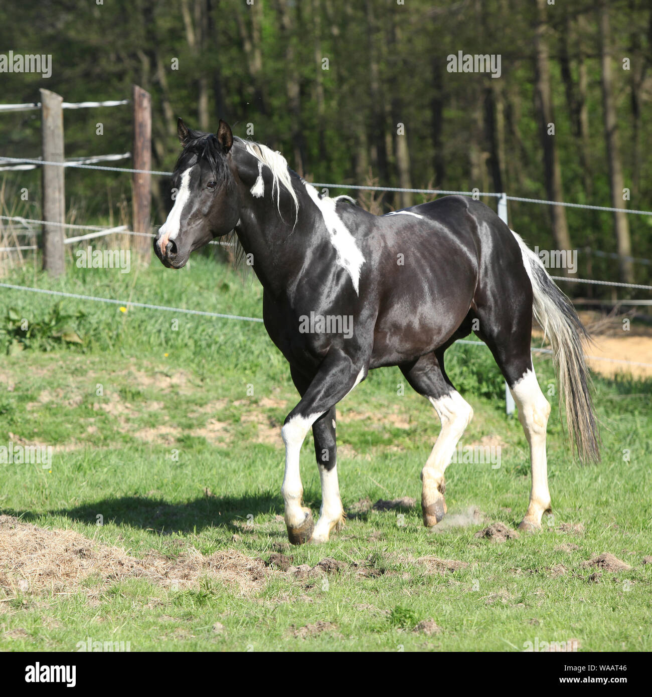 Amazing paint horse stallion with long mane running Stock Photo Alamy