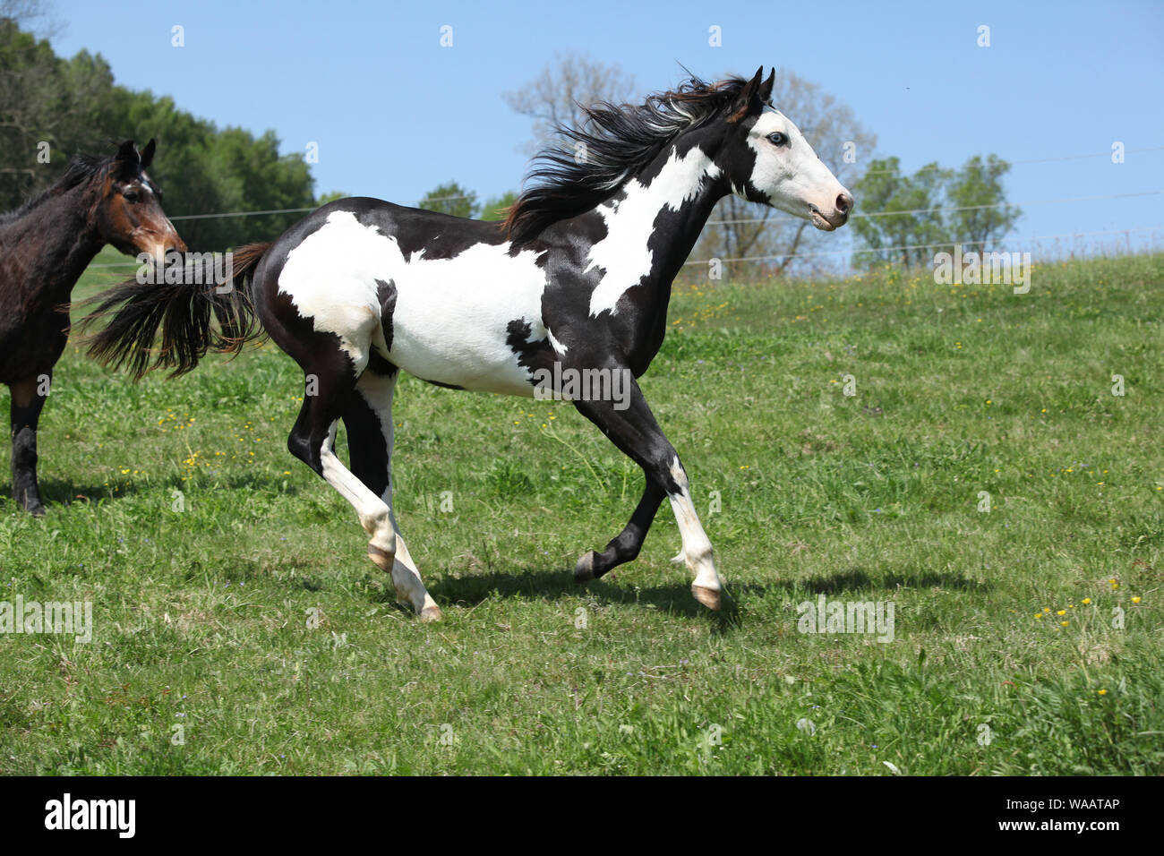 Black And White Paint Horses Running
