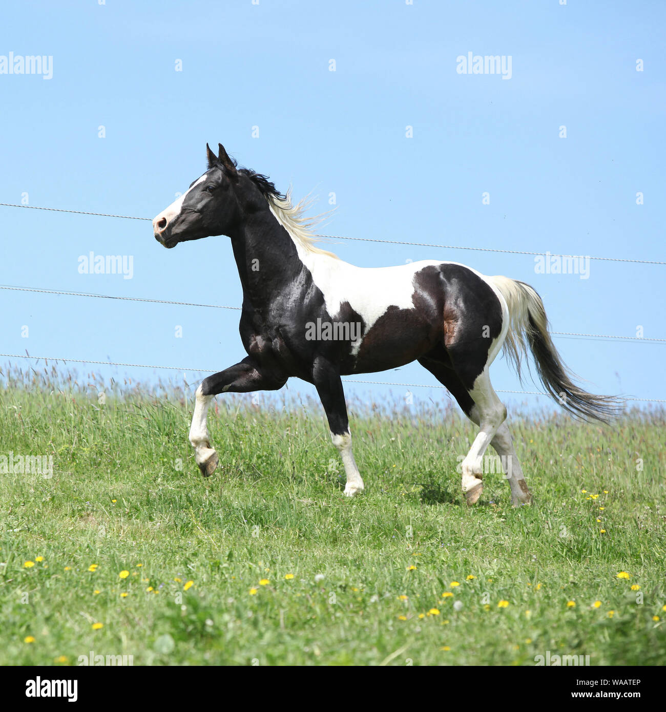 Black and white paint horse hires stock photography and images Alamy