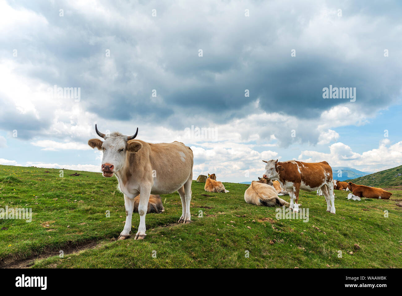 Free and happy cows are resting and lying on a green mountain pasture ...