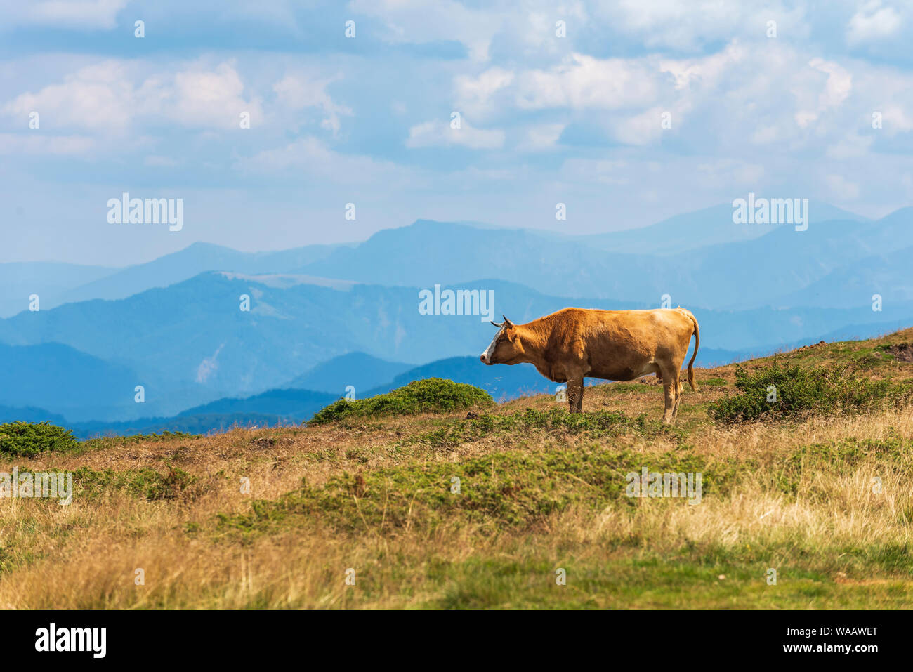 Cattle on a pasture hi-res stock photography and images - Alamy