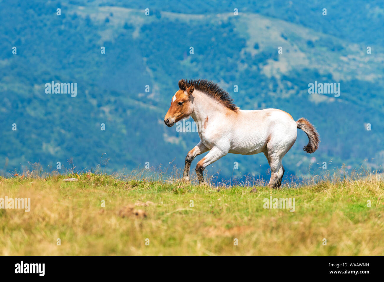 chestnut horse runs gallop on a spring, summer field Stock Photo