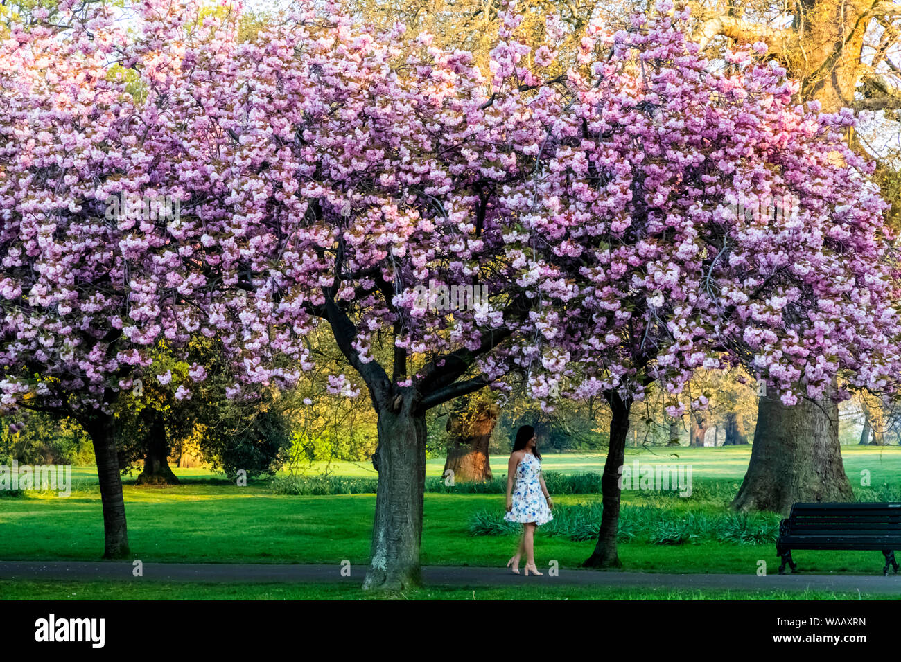 England, London, Greenwich, Greenwich Park, Cherry Blossom, 30075230