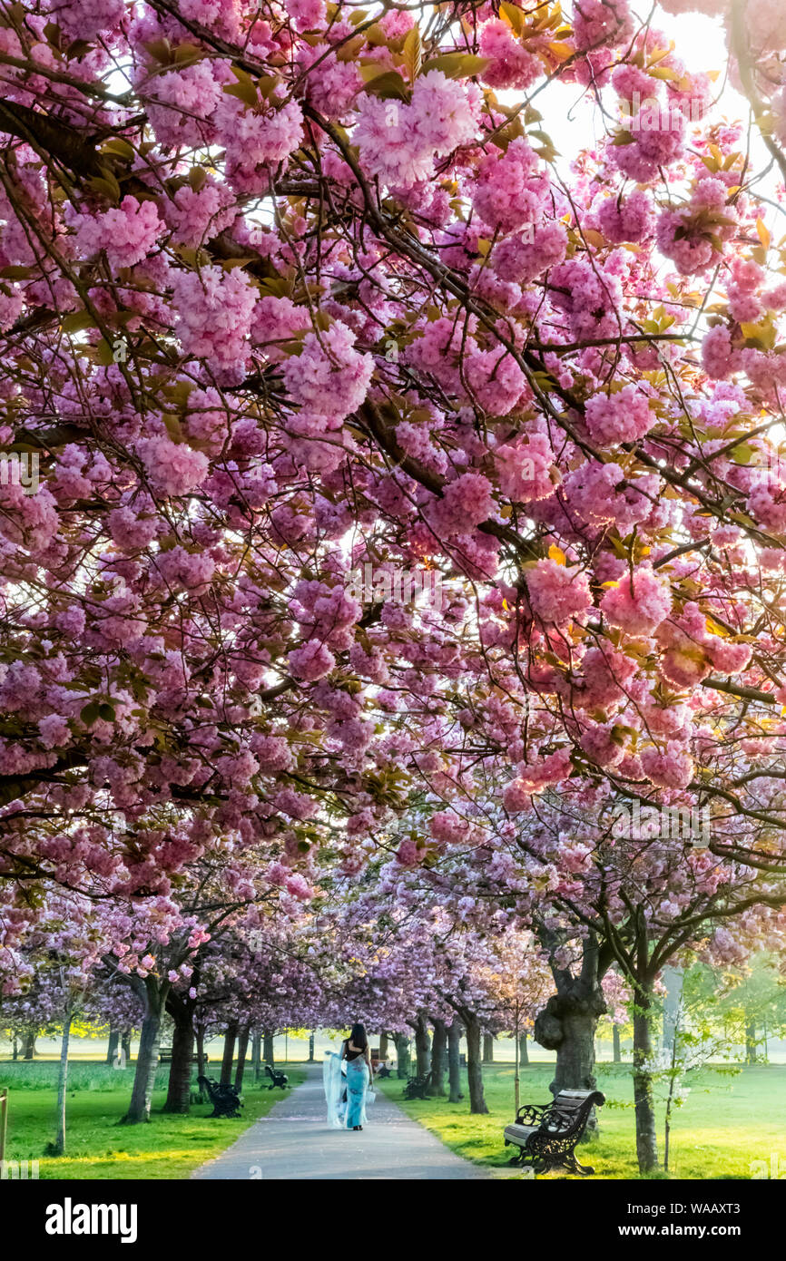 England, London, Greenwich, Greenwich Park, Cherry Blossom, 30075233