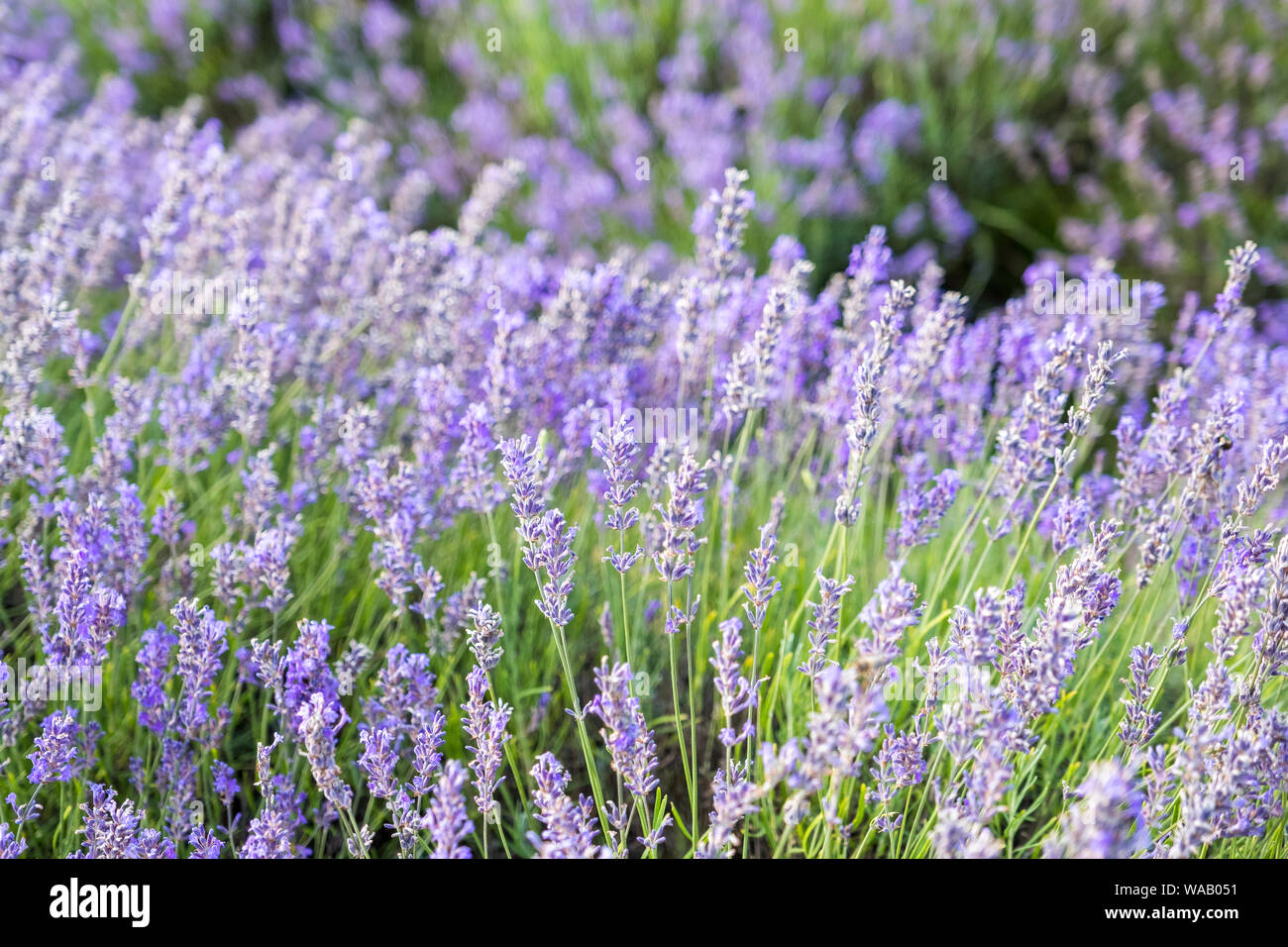 A close-up of bright purple and green lavender with a blurry background and room for copy Stock Photo