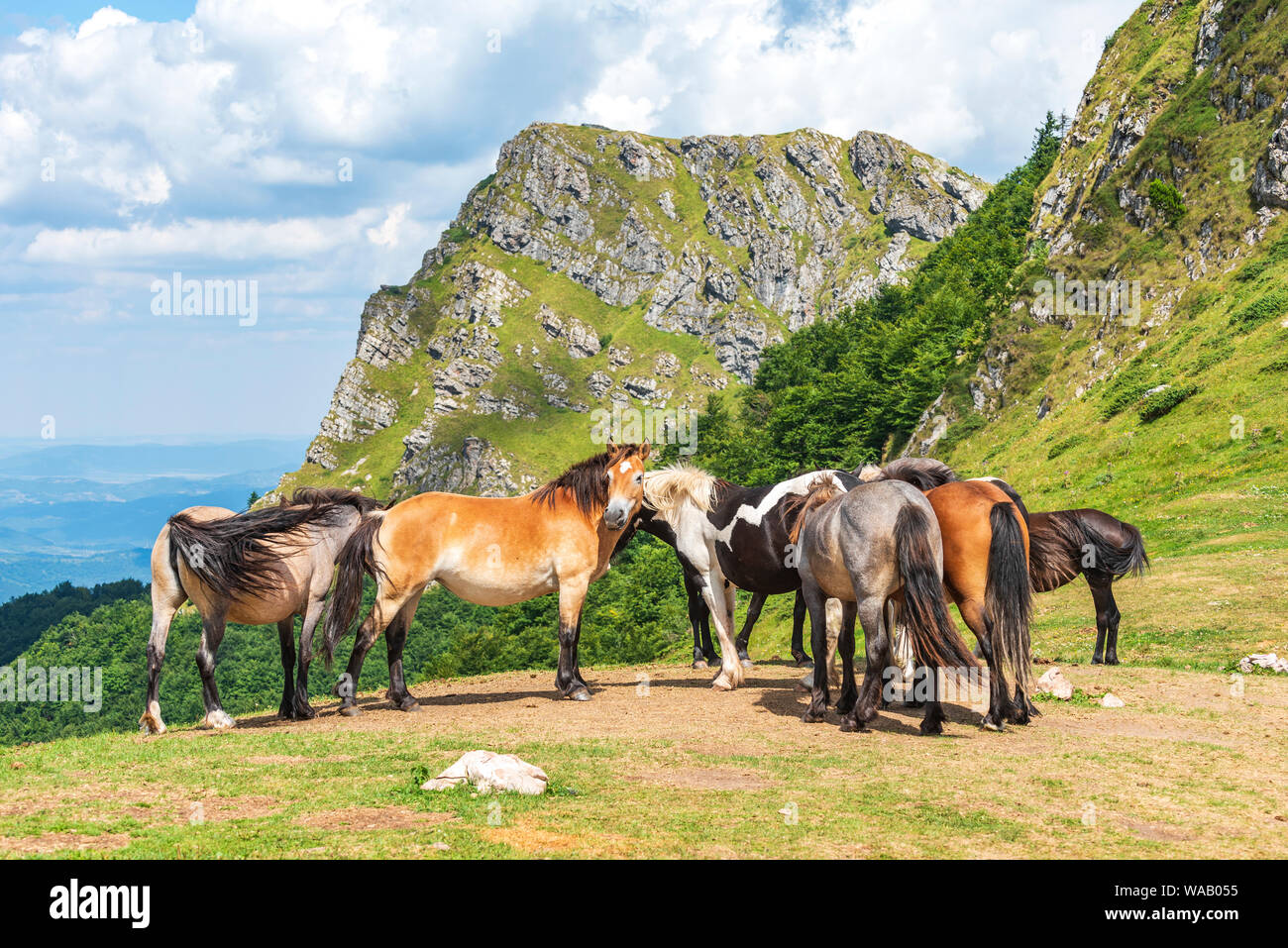 Group of young horses on the pasture high in the mountain in sunny summer day Stock Photo