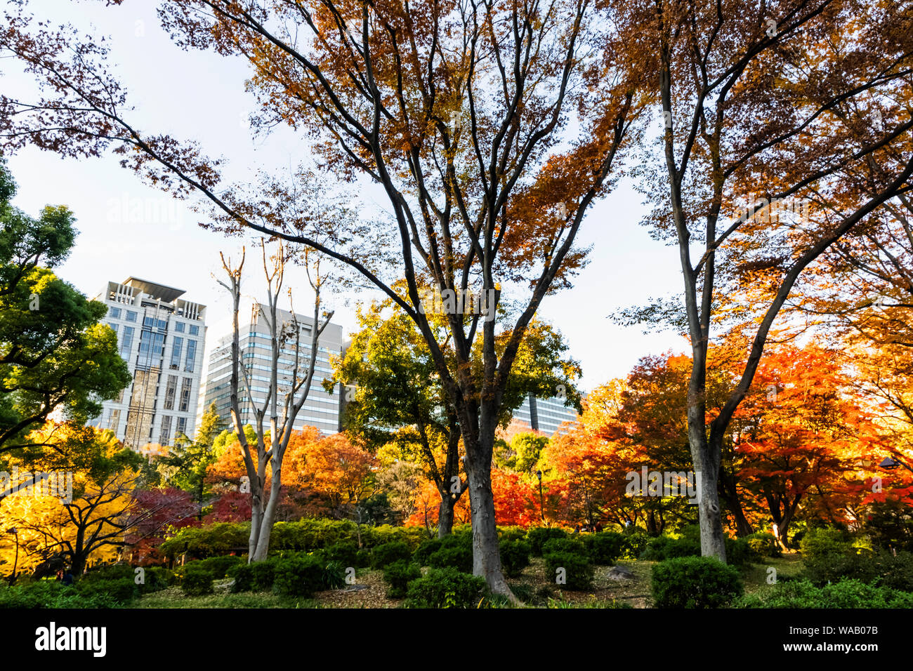 Japan, Honshu, Tokyo, Hibiya, Hibiya Park, Autumn Leaves, 30076007
