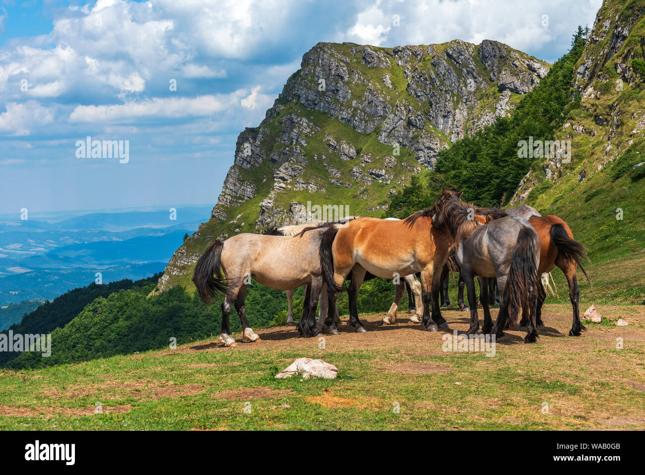 Group of young horses on the pasture high in the mountain in sunny summer day Stock Photo