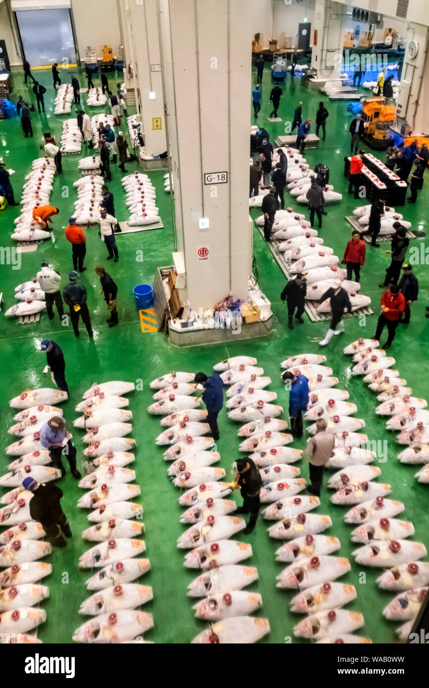 Japan, Honshu, Tokyo, Toyosu Fish Market, View of The Early Morning