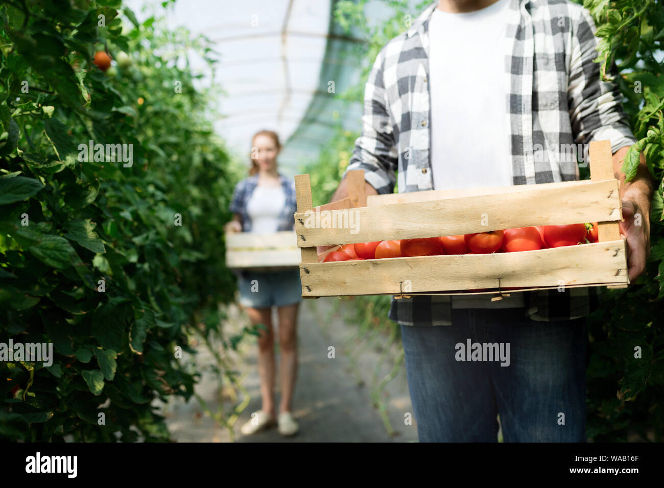 Young happy couple farming vegetables in greenhouse Stock Photo - Alamy