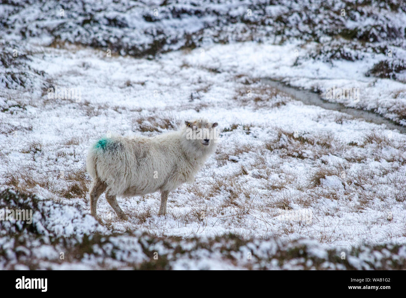 A sheep in a field covered in snow on a winter's day in Shetland, Scotland Stock Photo