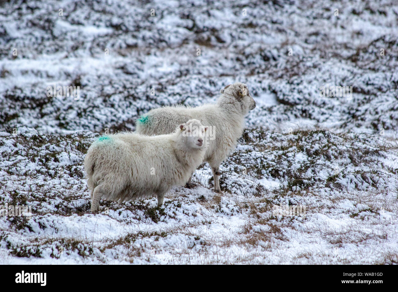 Two sheep in a field covered in snow on a winter's day in Shetland, Scotland Stock Photo
