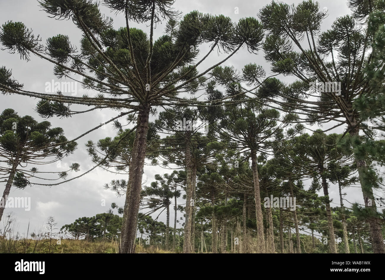 A remote Araucária forest (Araucaria angustifolia). The coniferous trees are also know as the Parana Pine, Candelabra tree and Brazilian Pine. Stock Photo