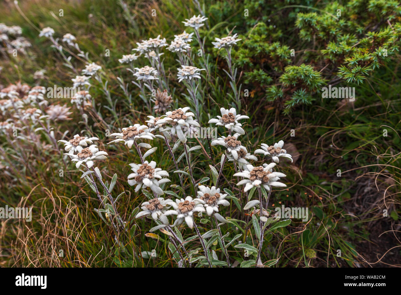 Leontopodium nivale, commonly called Edelweiss - famous protected mountain flower Stock Photo