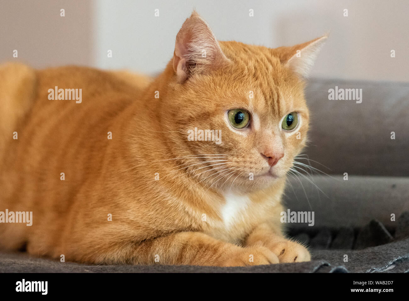 Ginger cat at home in the kitchen Stock Photo