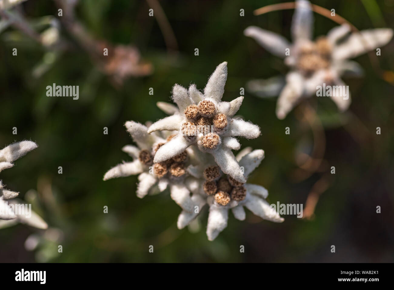 Leontopodium nivale, commonly called Edelweiss - famous protected mountain flower Stock Photo