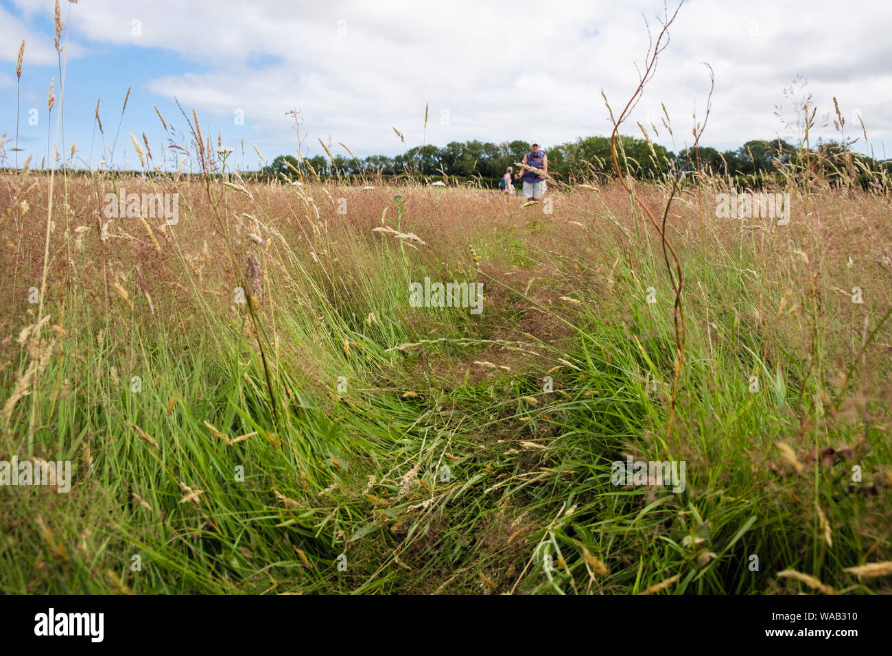 Path trodden flattened through a hay meadow field with people walking on public footpath in summer. Benllech, Isle of Anglesey, Wales, UK, Britain Stock Photo