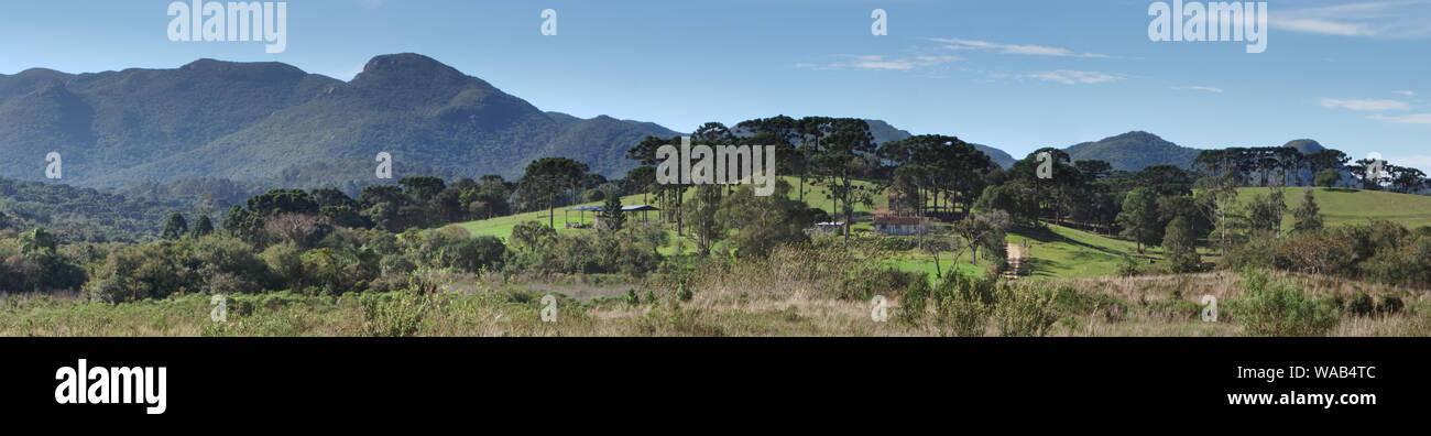 Panorama of a rual farm below the coastal mountains of Parana with many Araucária trees (Araucaria angustifolia), also known as Parana Pine, around. Stock Photo