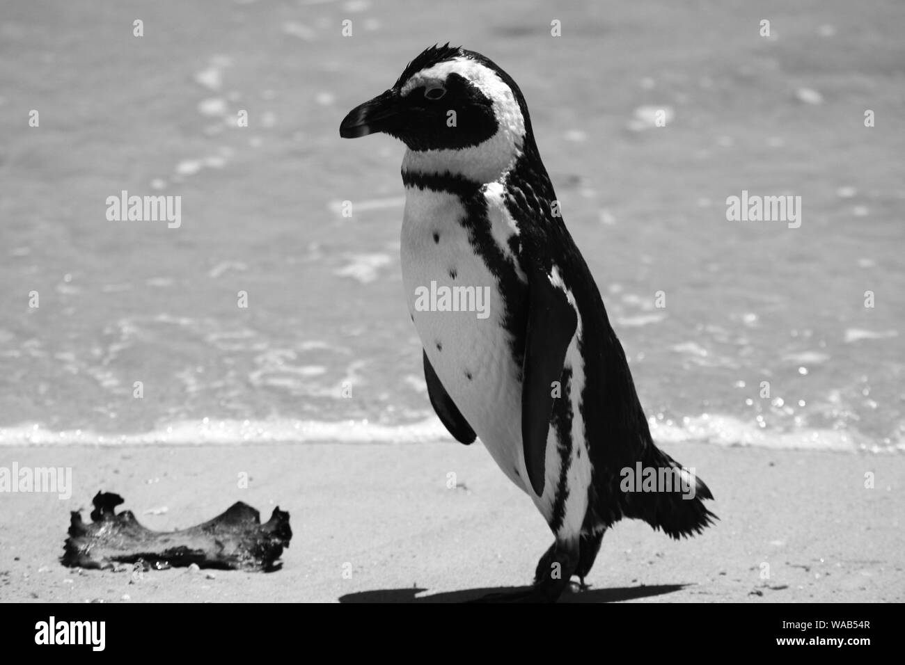 African Penguin Jackass Penguin at Boulders Beach in Cape Town. Black and white. On sand by sea, next to seaweed Stock Photo