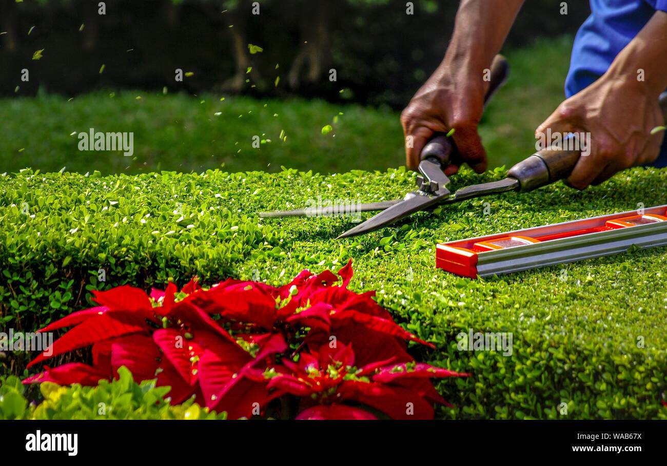 A gardener cuts a hedge in the garden of Chapultepec Castle in Mexico City using hand scissors and a spirit level. Castle and park are part of the popular excursion area Bosque de Chapultepec. (20 January 2015) | usage worldwide Stock Photo