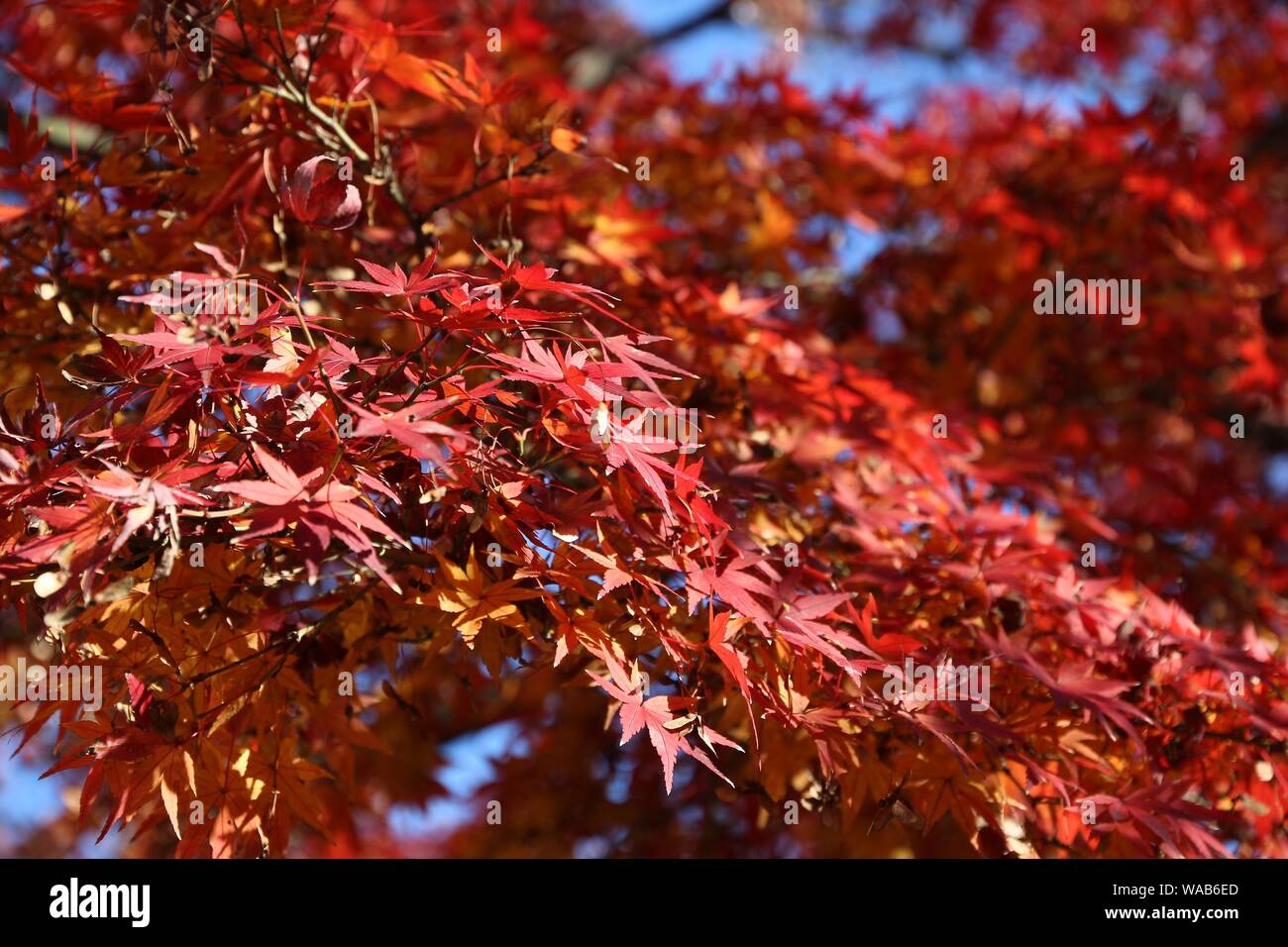 Autumn in Tokyo, Japan - colorful fall foliage, red maple tree leaves ...