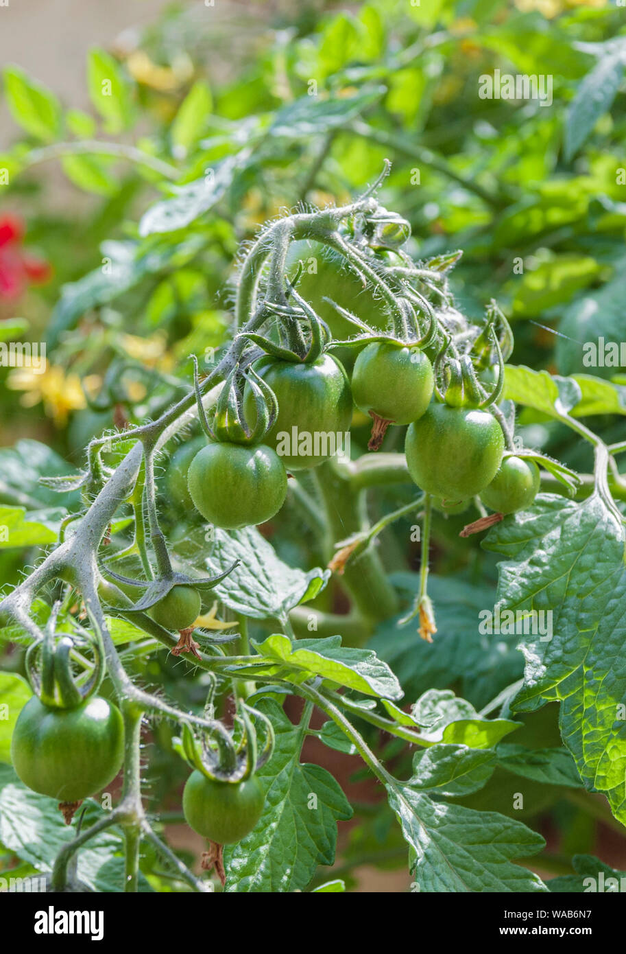 Tomatoes, Tumbling Toms (Solanum lycopersicum Tumbling Tom) growing in a hanging basket in a kitchen garden Stock Photo