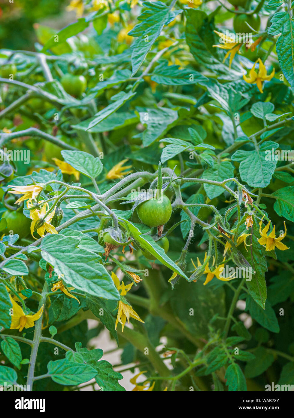 Tomatoes, Tumbling Toms (Solanum lycopersicum Tumbling Tom) growing in a hanging basket in a kitchen garden Stock Photo