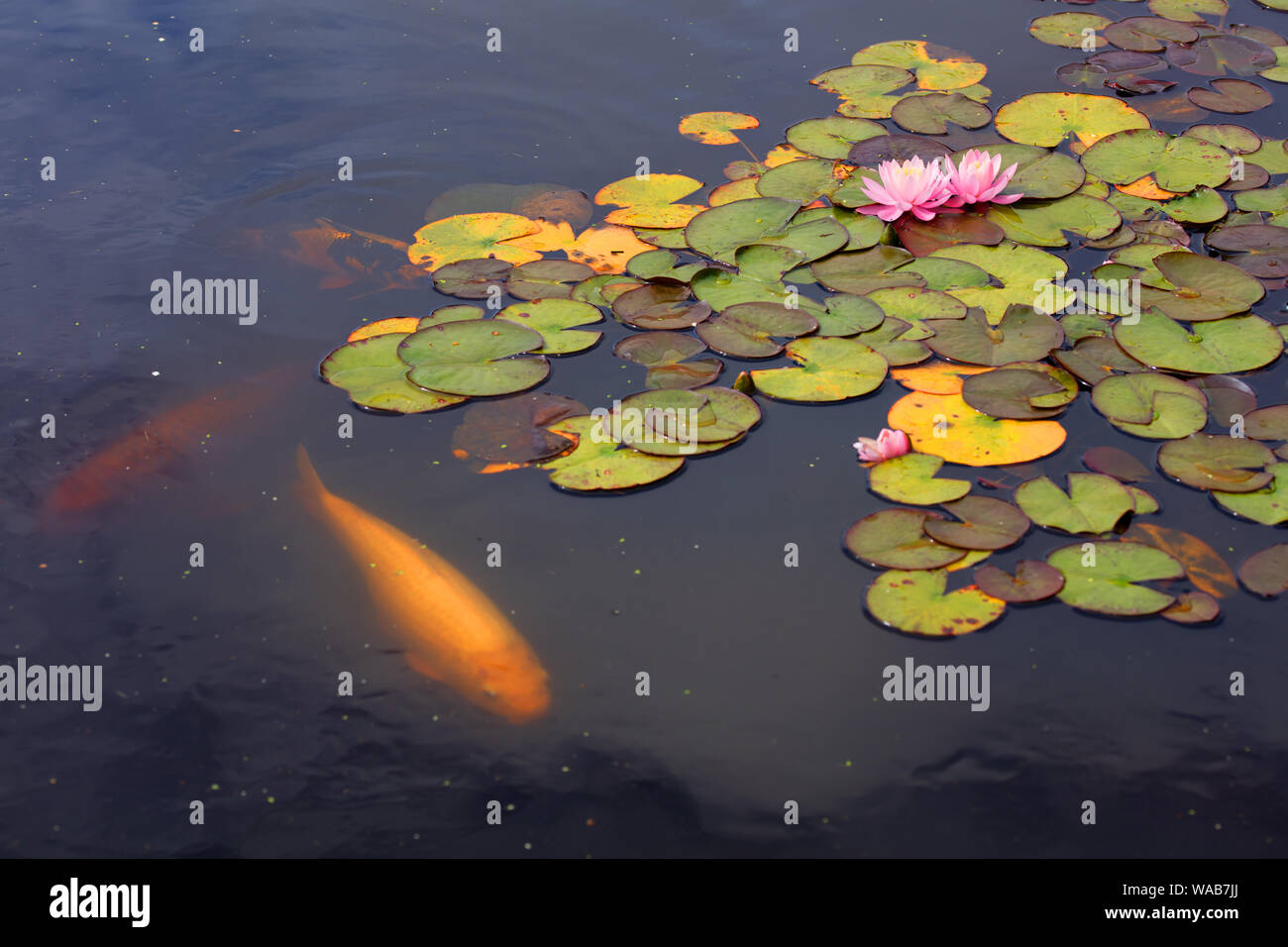 Carp pond, Logan Botanical Gardens, Galloway, Scotland Stock Photo Alamy