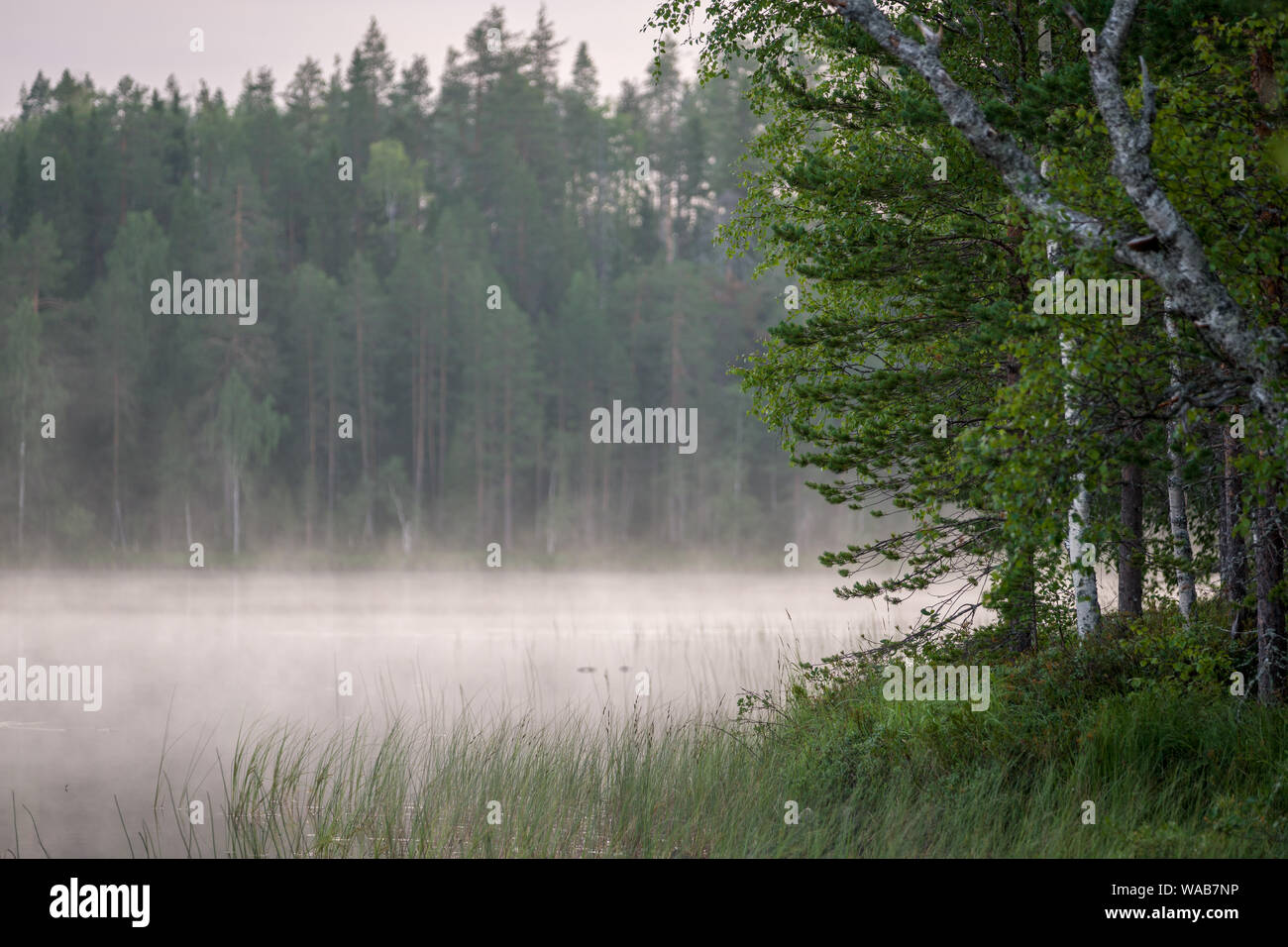 Misty morning at a finnish lake in forest and wilderness, Finland Stock Photo