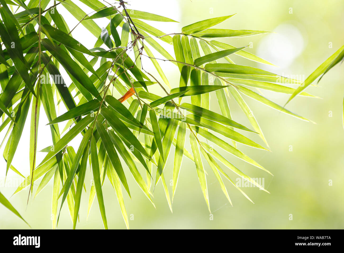 Bamboo leaf background in natural light with bokeh Stock Photo