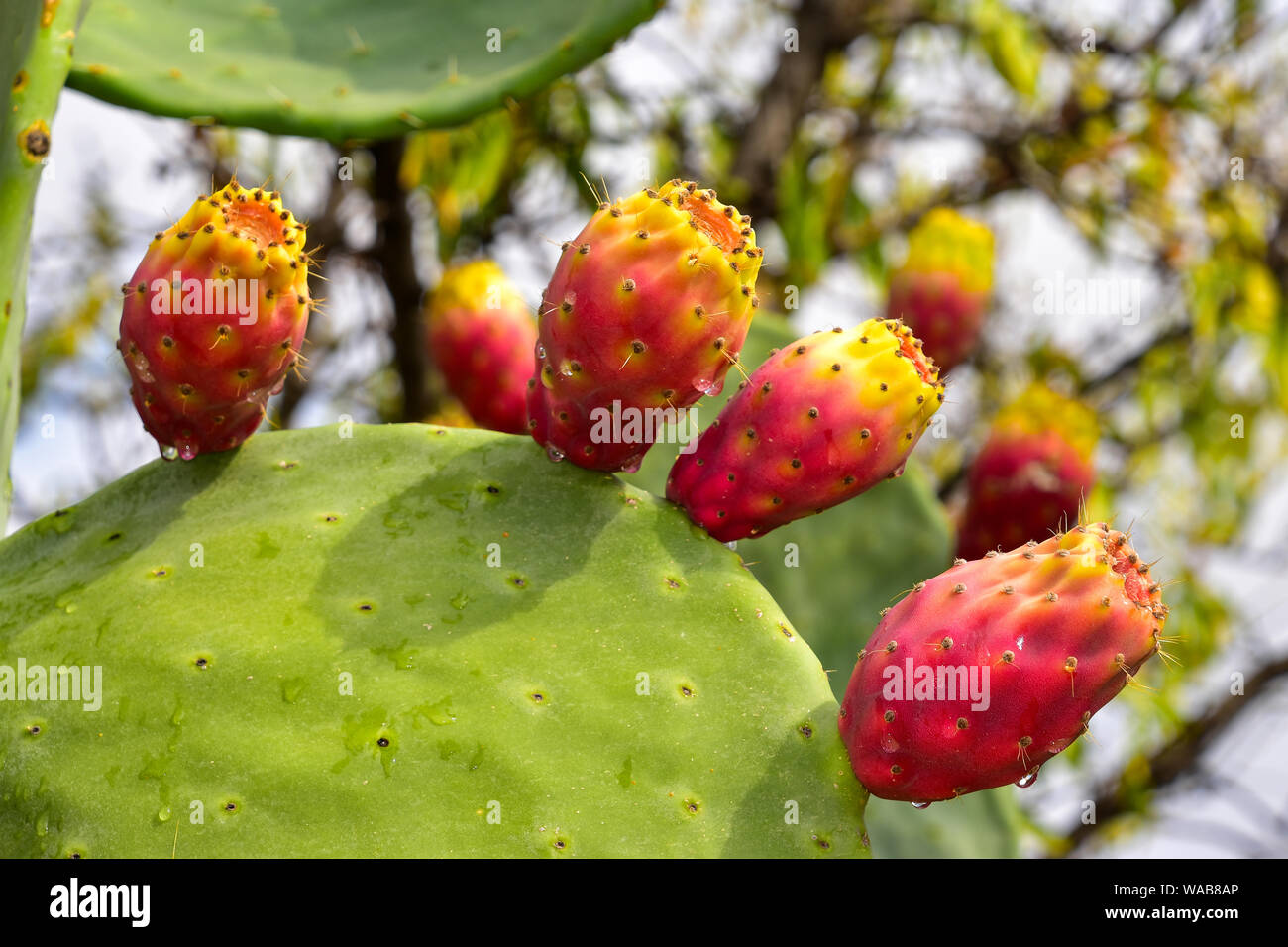 Prickly Pear Cactus, Sicily, Italy Stock Photo