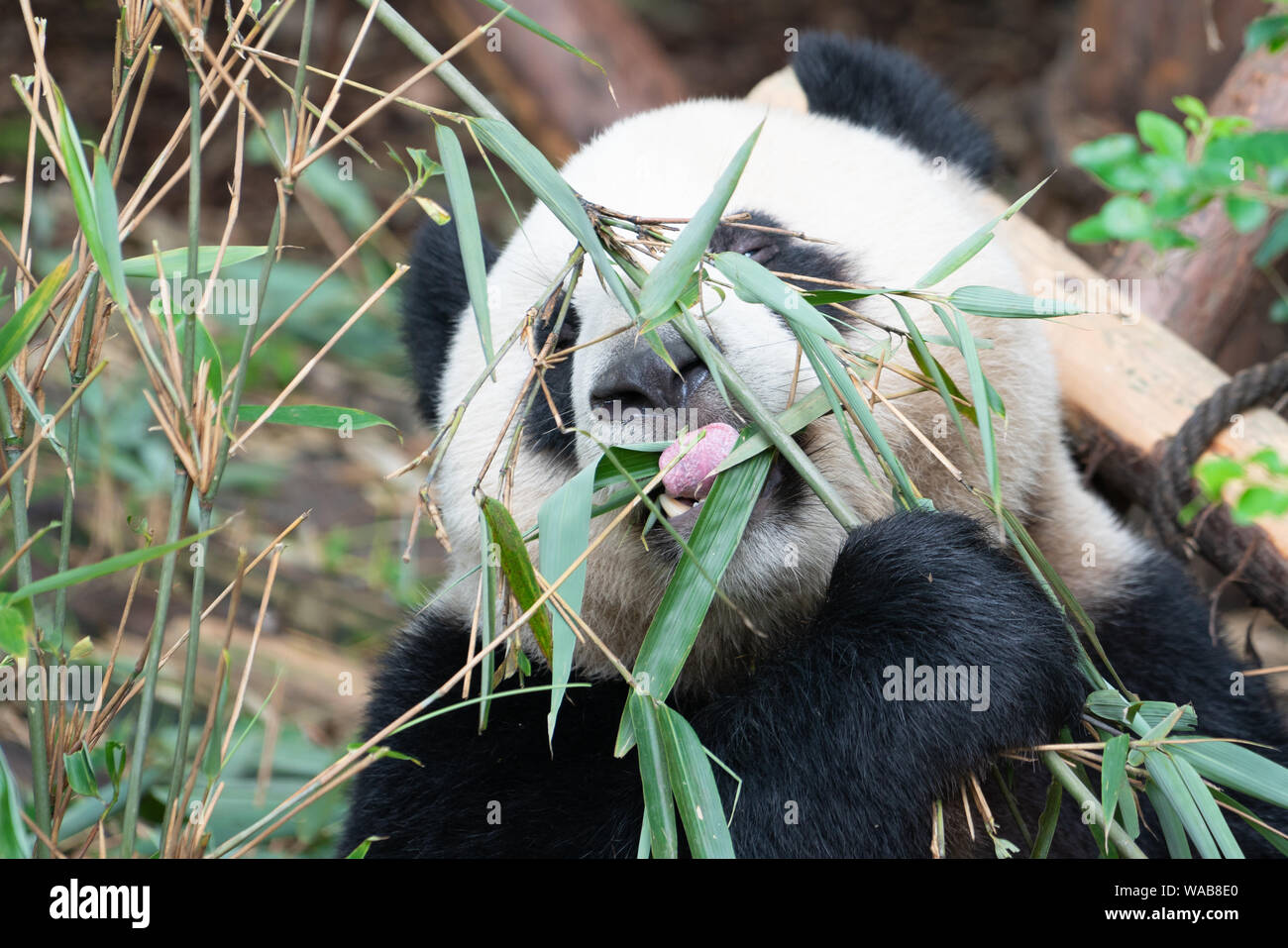 Close-up portait of a Giant Panda eating bamboo leaves with the help of his tongue in Chengdu China Stock Photo