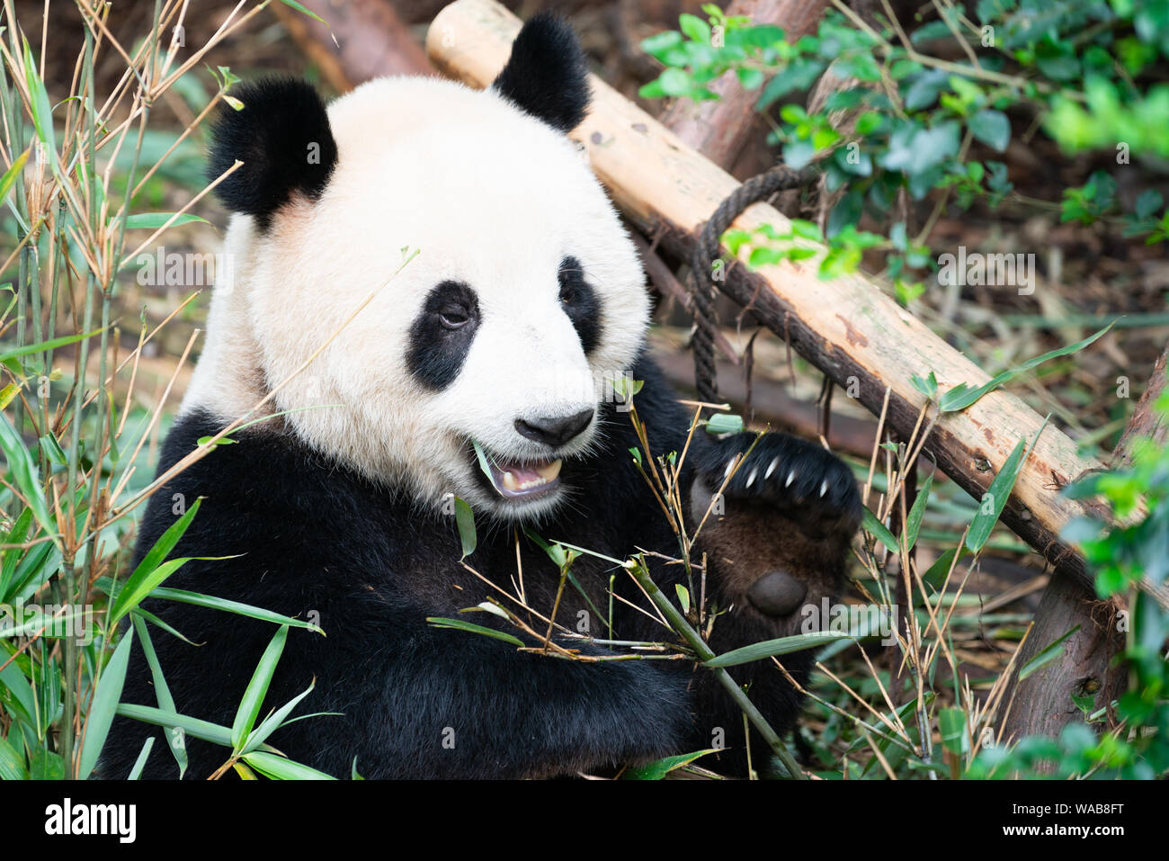 Portait of a Giant Panda eating bamboo leaves with mouth open showing his tooth in Chengdu Sichuan China Stock Photo
