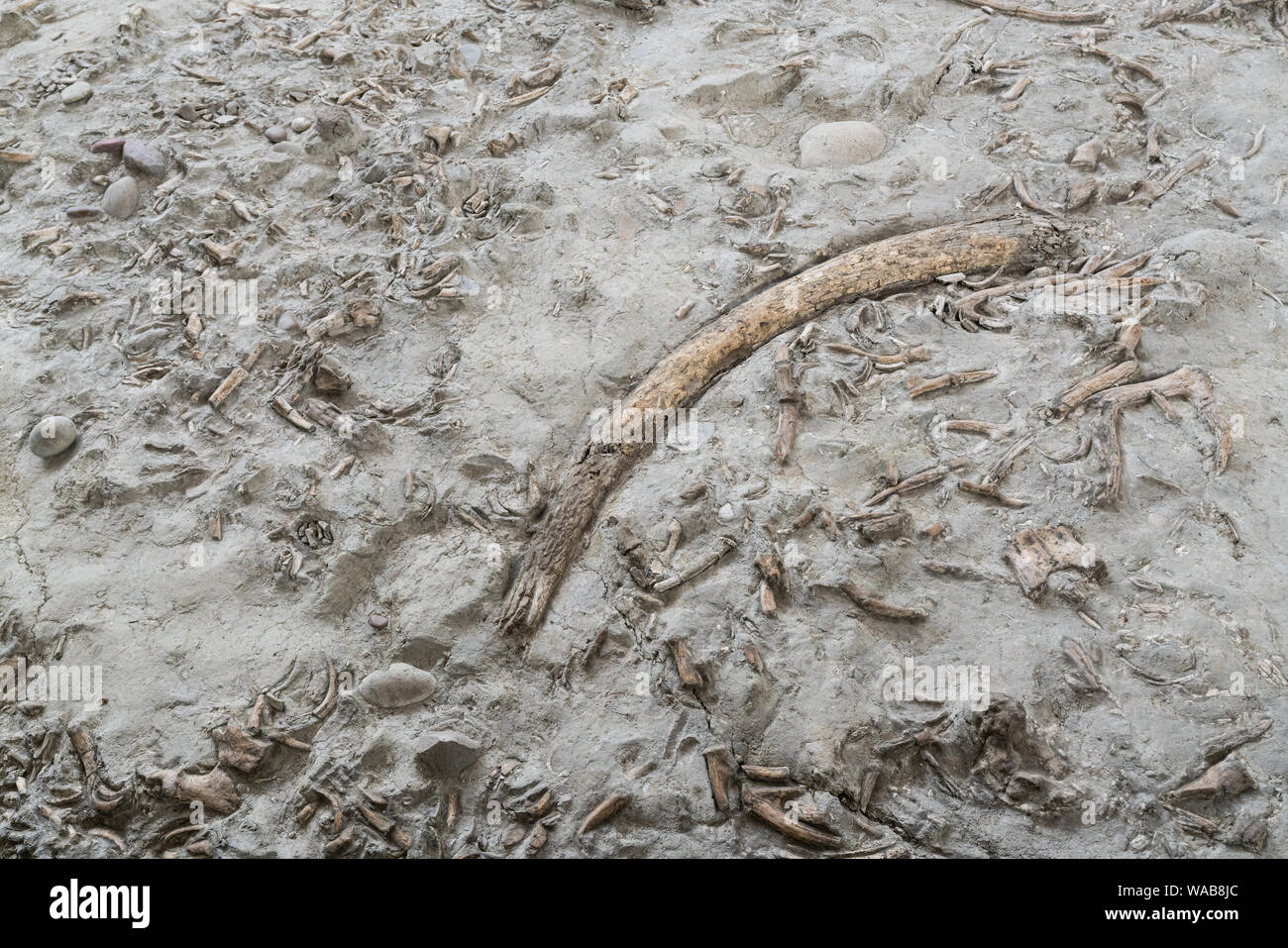 Real excavation site of animal bones including thousands years old elephant tusk wild boar bones and deer horns in China Stock Photo