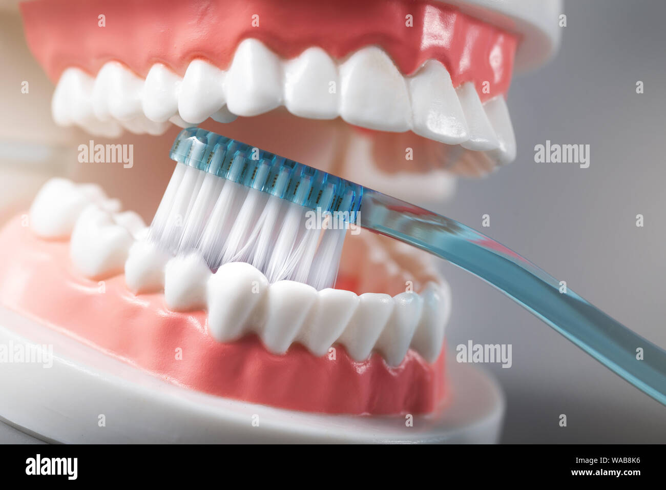 dental hygiene - teeth brushing demonstration on tooth model Stock Photo