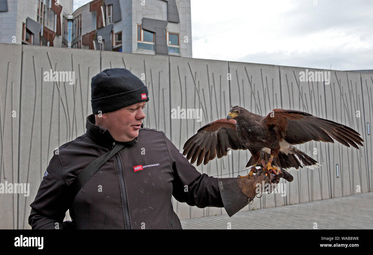 Scottish raptor hi-res stock photography and images - Alamy