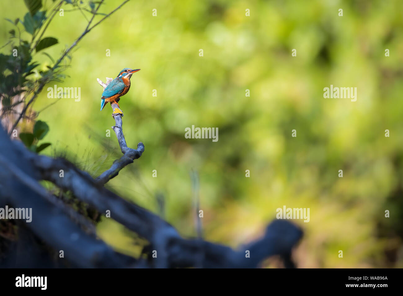 Kingfisher alcedo atthis perching on a branch in the middle of green foliage of its natural enviroment Stock Photo