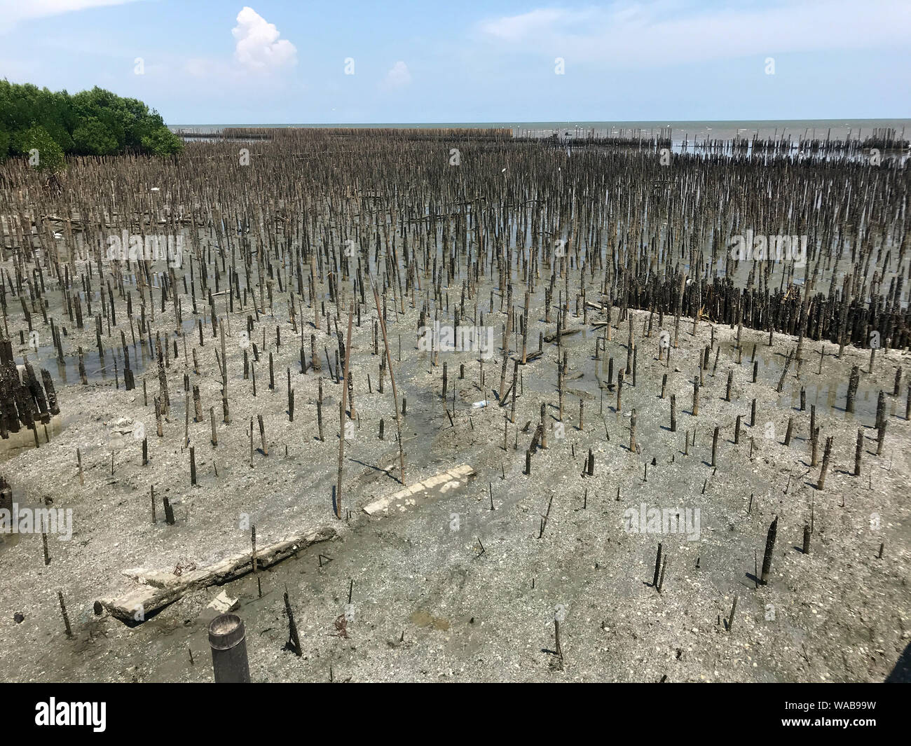 A land erosion protection - The rows of bamboo sticks on seashore for wave breaking about barriers, Samut Sakhon, Thailand. Stock Photo