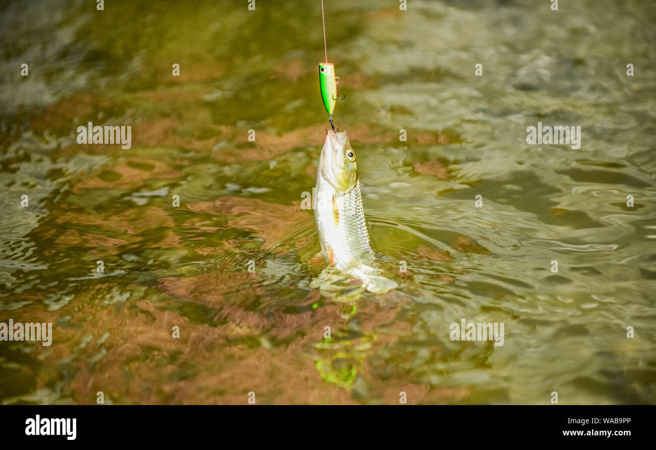 Fishing lake river freshwater. Transparent water. Hobby sport activity.  Trout bait. Good catch. Fly fishing. Fish on hook. Catch me if you can. Fish  hook bait. Fishing equipment. Leisure in nature Stock