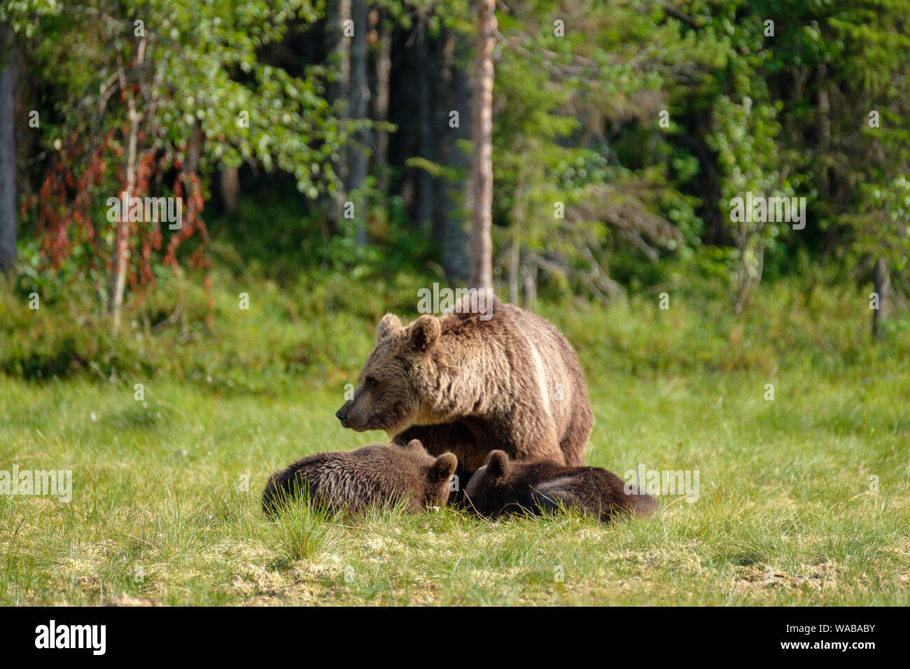 Family of Brown bear ursus arctos mother with two cubs in front of ...