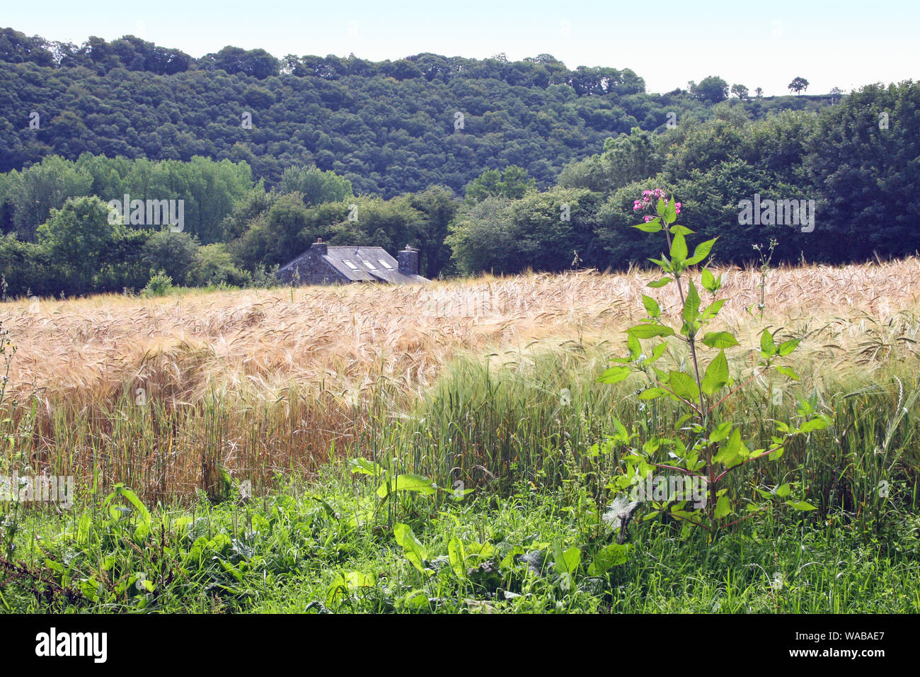 Golden grain in a field at Morewellham on the banks of the River Tamar in Devon Stock Photo