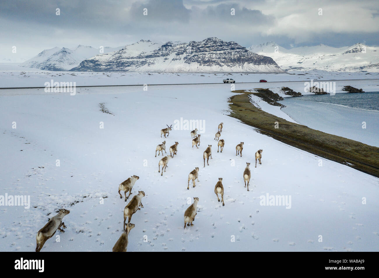 Wild reindeer running, Vatnjokull National Park, Iceland Stock Photo