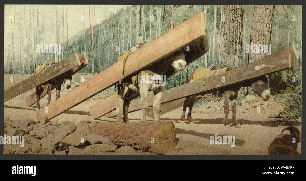 Colorado. A lumber pack Stock Photo Alamy